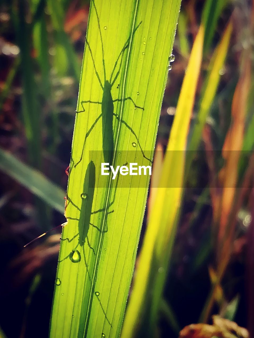 CLOSE-UP OF LEAF ON GRASS