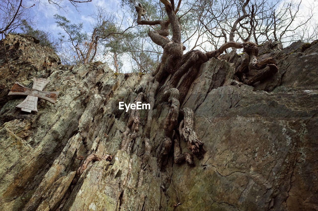 Low angle view of tree on rock formations