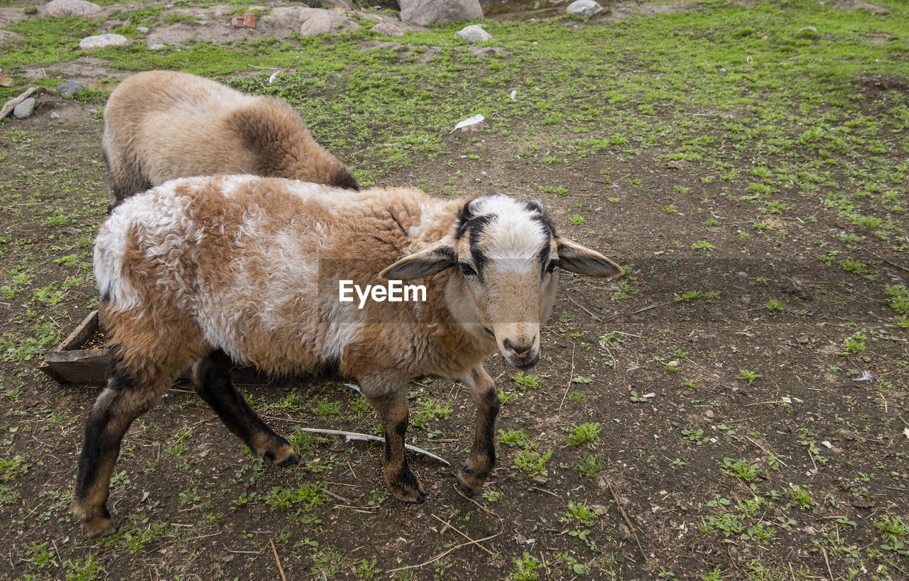 SHEEP STANDING ON FIELD