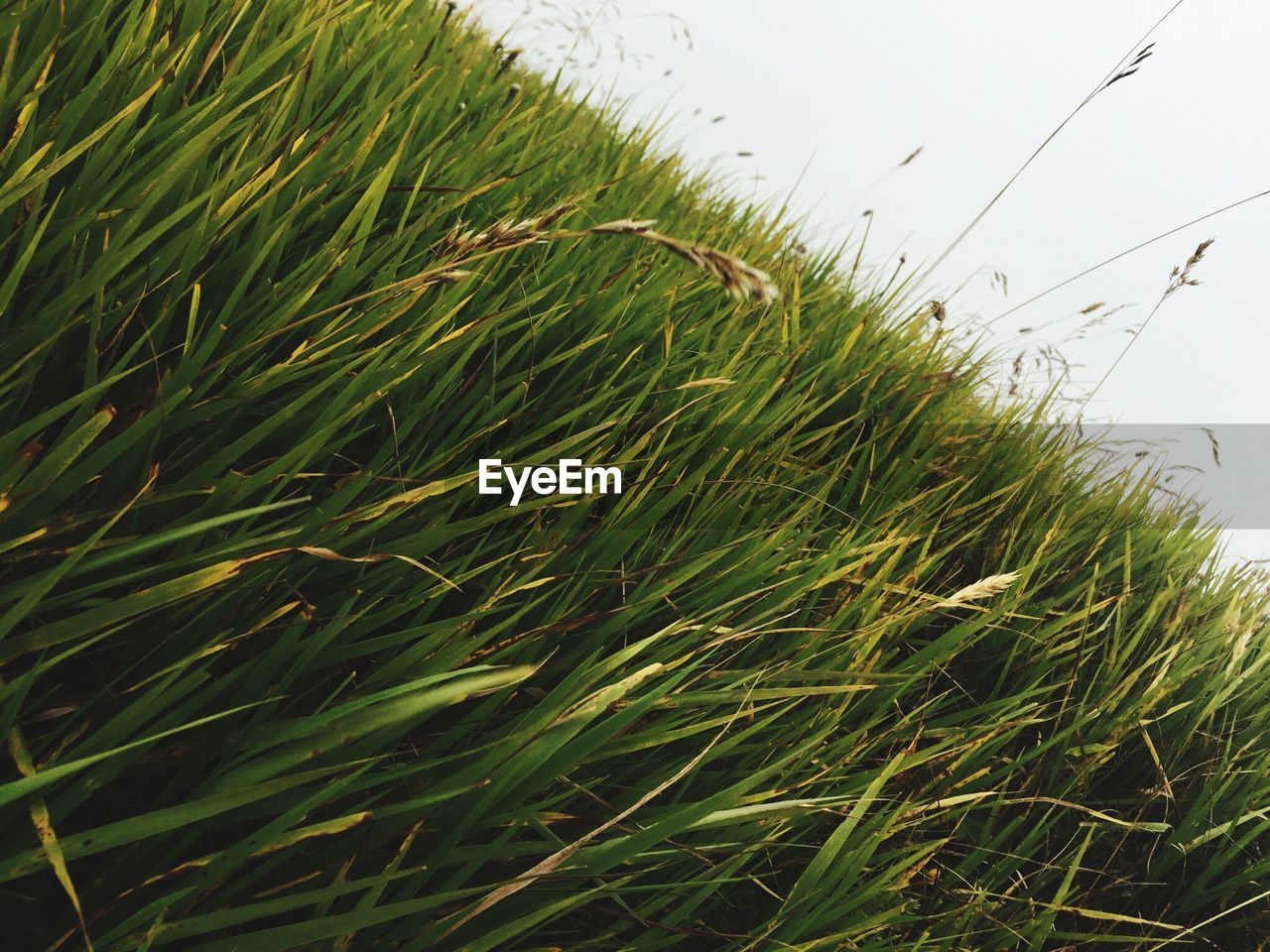 Tilt image of grassy field