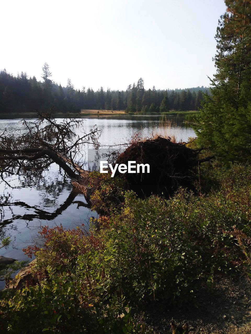 SCENIC VIEW OF LAKE IN FOREST