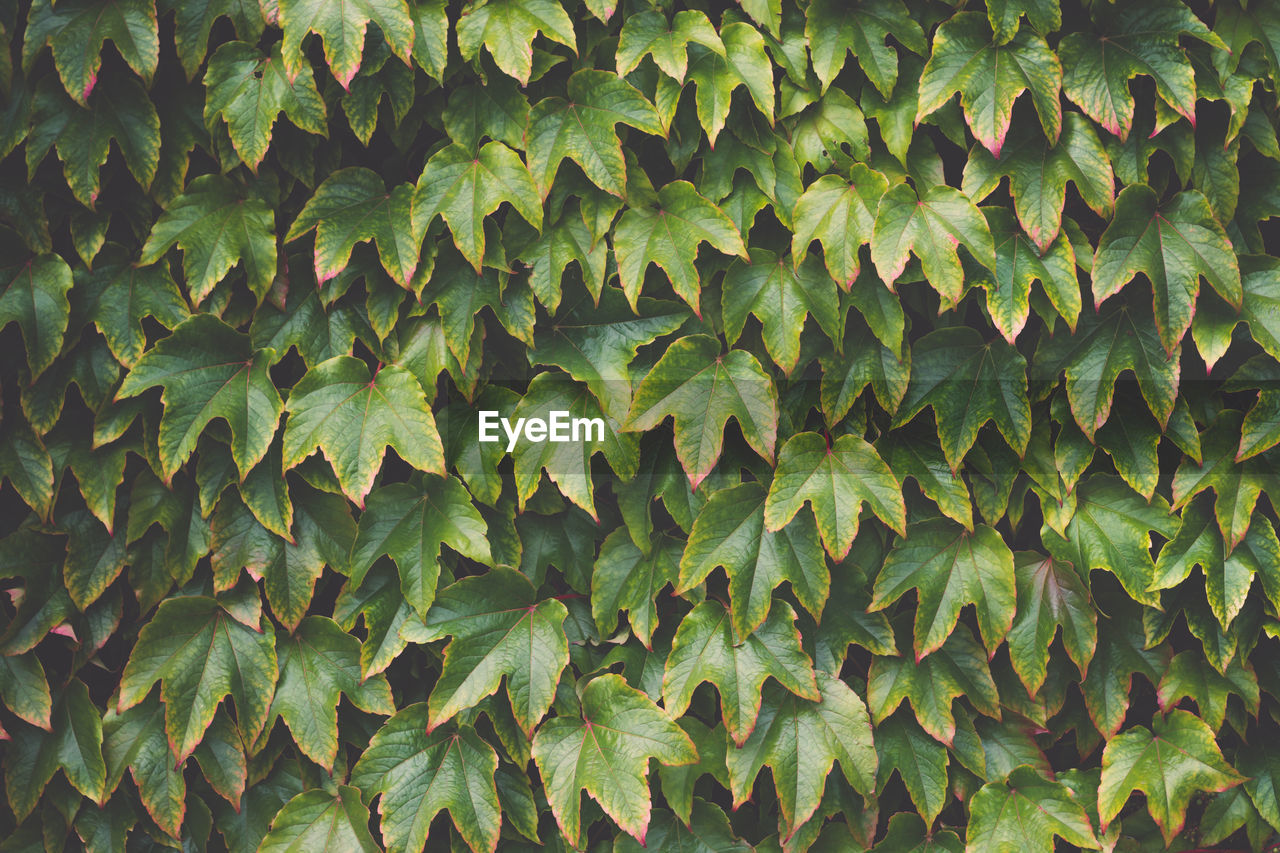 Virginia creeper parthenocissus tricuspidata in the garden. wild grape texture background