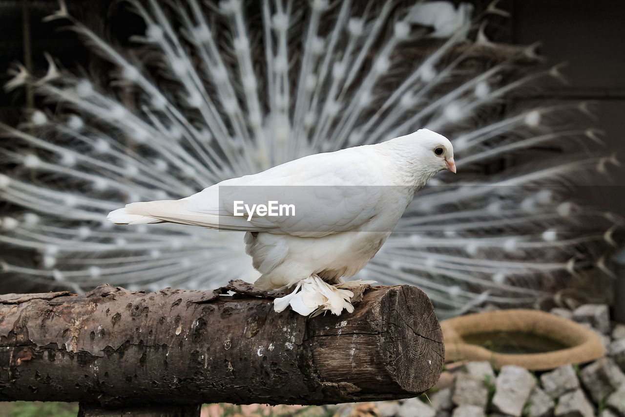 CLOSE-UP OF SEAGULL ON WOOD