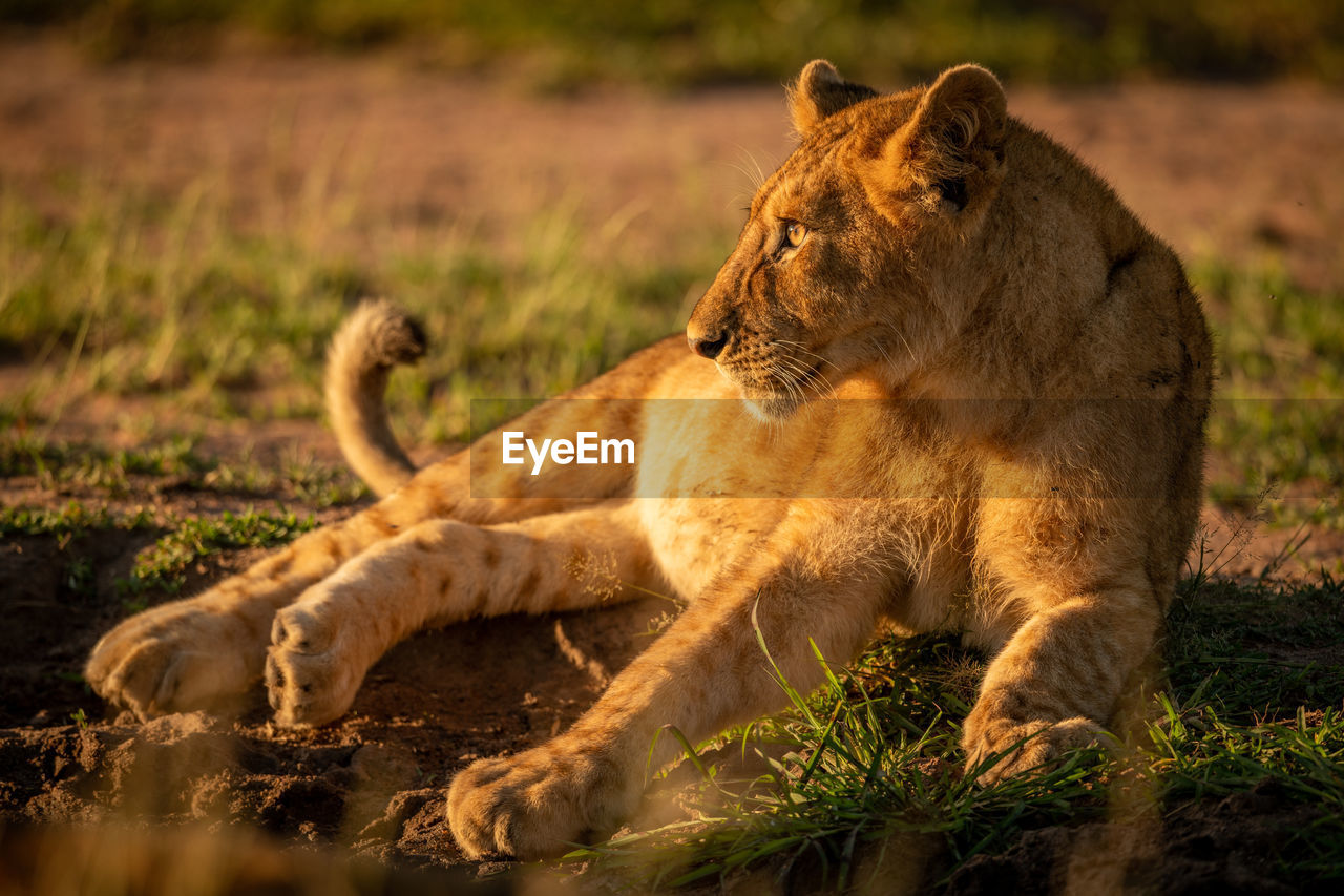 Lioness sitting in field