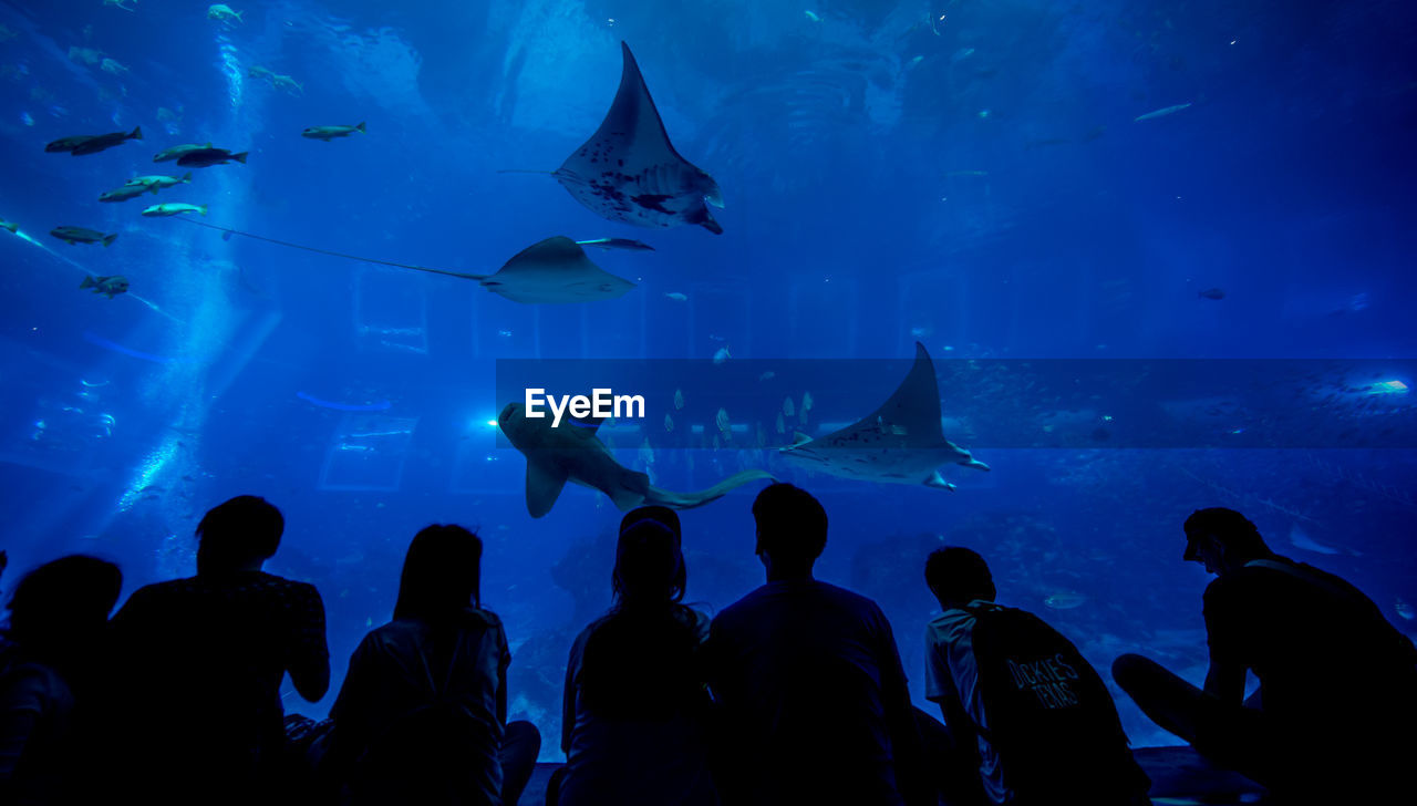 Silhouette people looking at fishes in aquarium