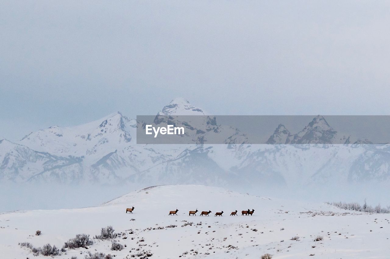 Á heard of elk traveling across the snowden covered plain
