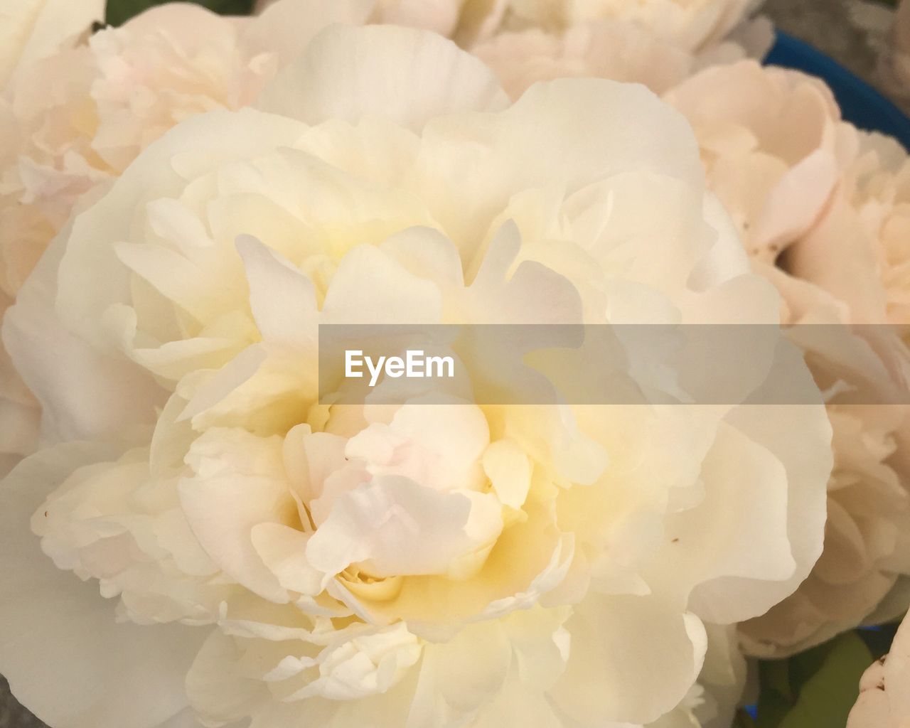 CLOSE-UP OF WHITE ROSES BLOOMING OUTDOORS