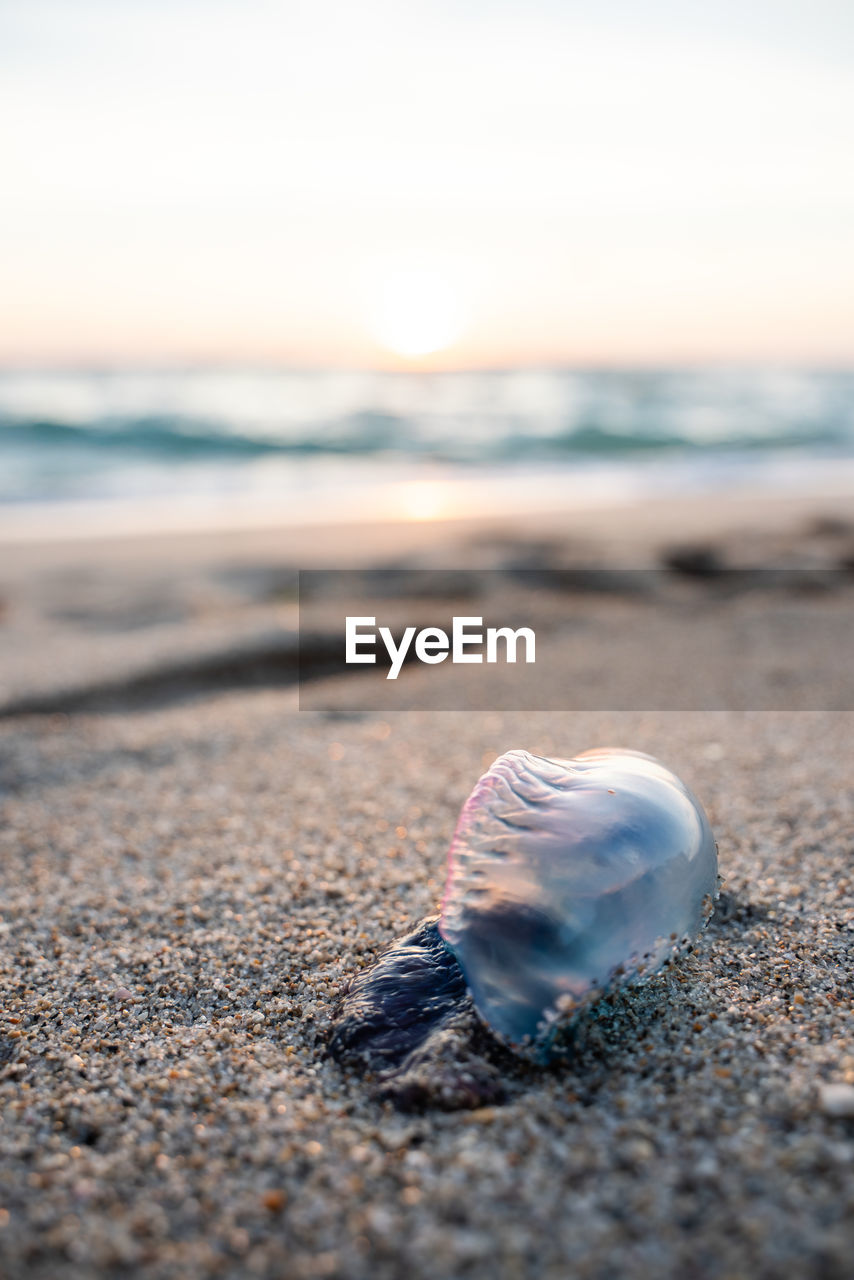 Close-up of dead jellyfish at beach