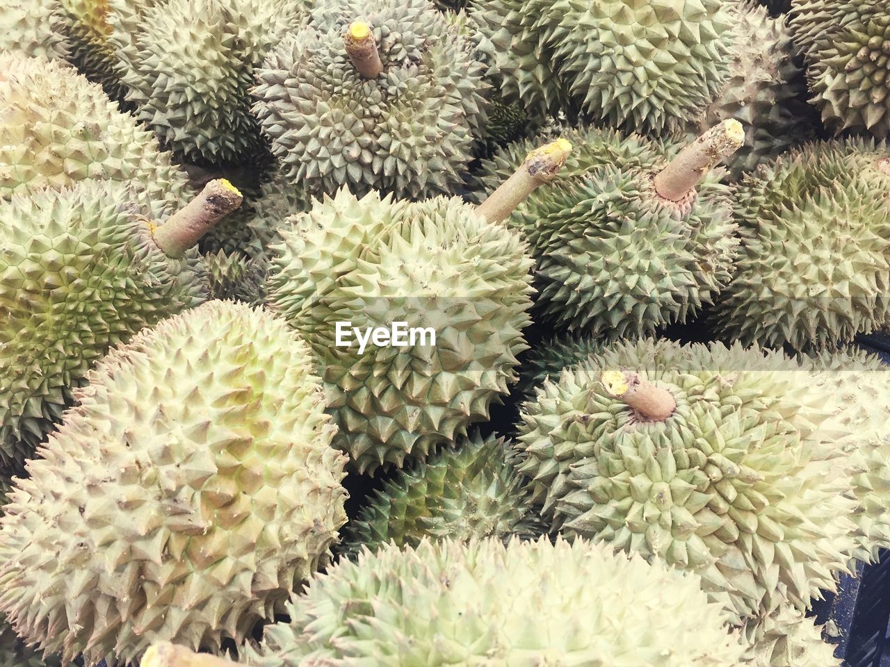 FULL FRAME SHOT OF CACTUS PLANT