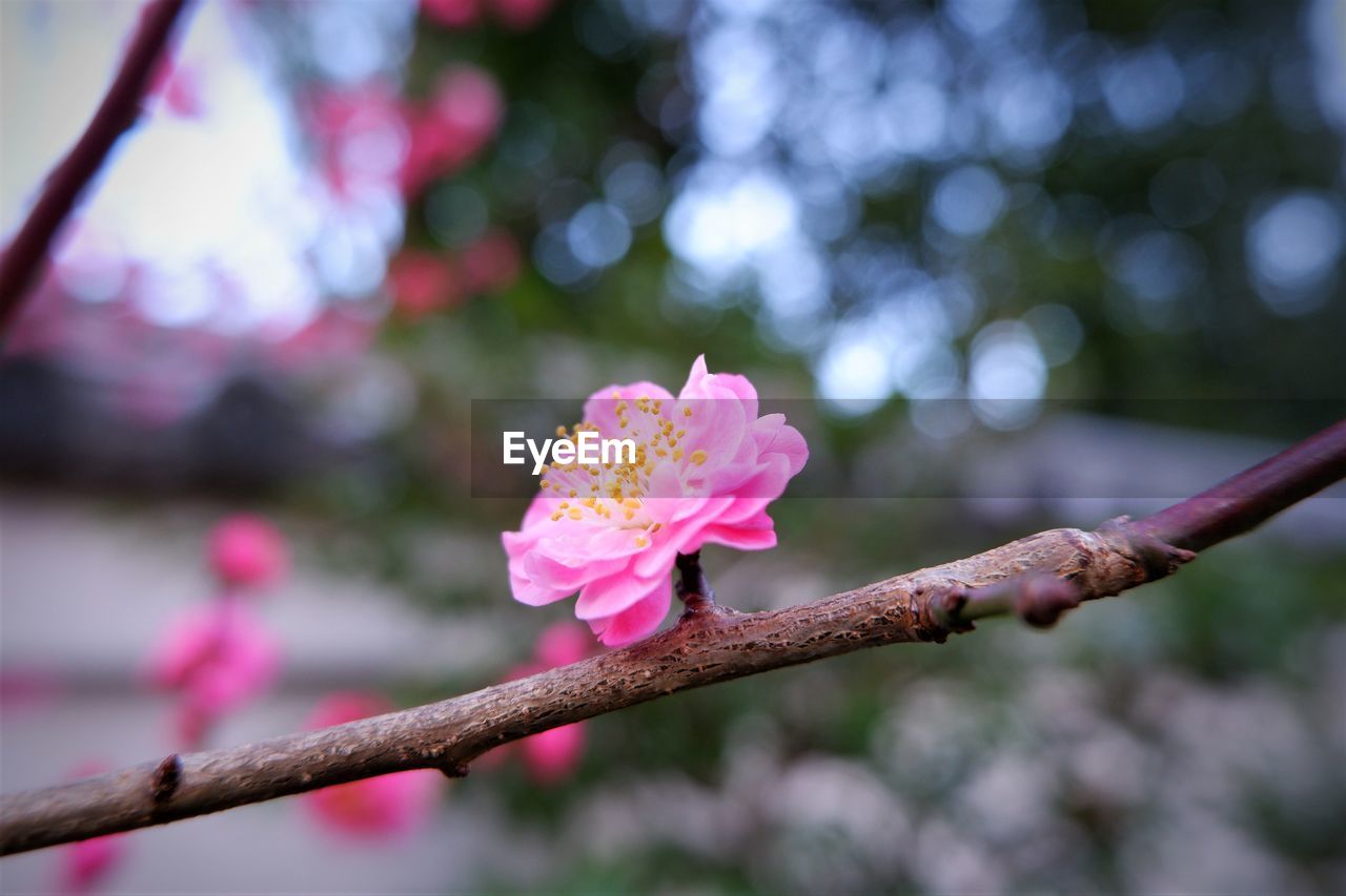 Close-up of pink plum blossoms on branch