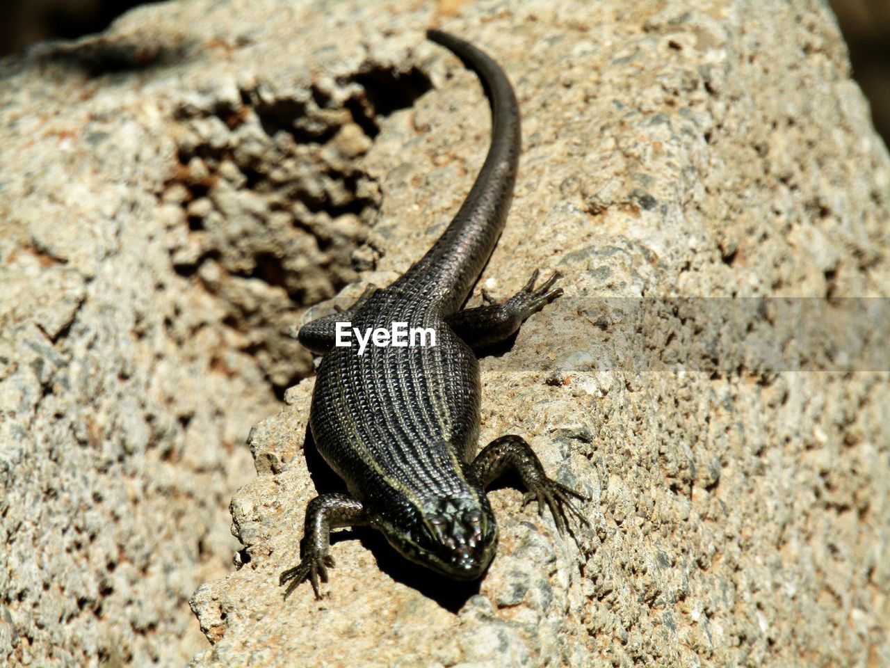 Close-up of lizard on rock