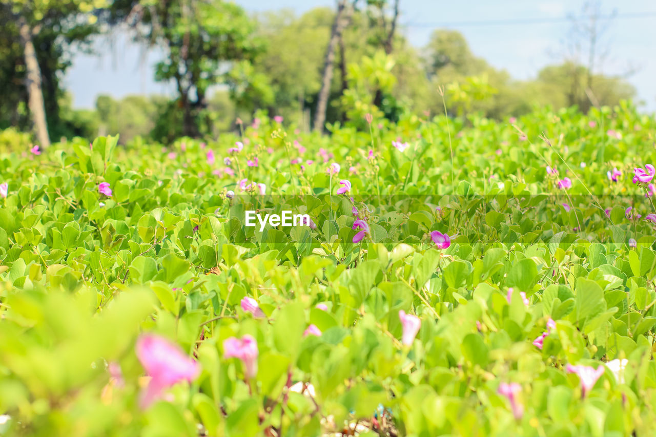 Close-up of flowering plants on field