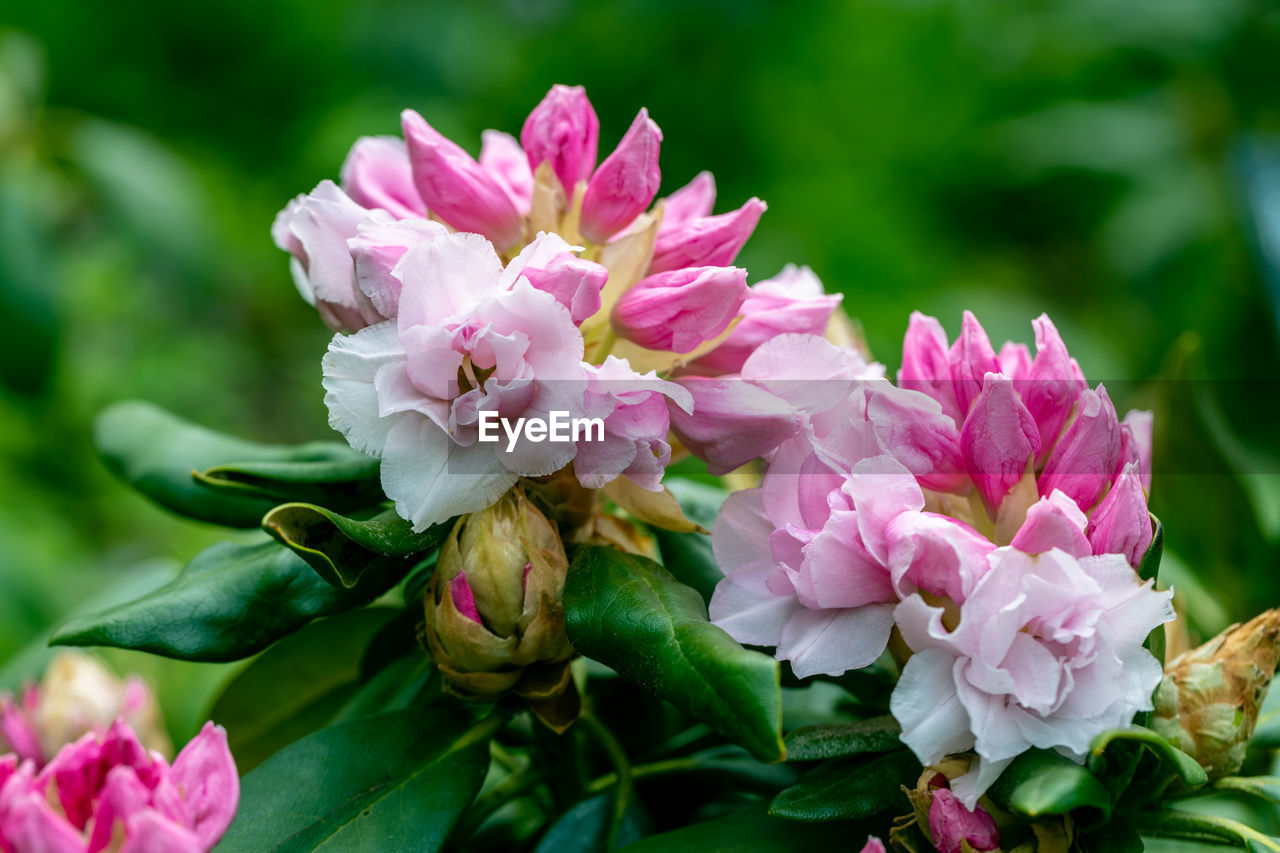 flower, flowering plant, plant, pink, beauty in nature, freshness, nature, plant part, leaf, close-up, petal, blossom, flower head, inflorescence, fragility, no people, springtime, shrub, growth, outdoors, focus on foreground, green, magenta, summer, rose, multi colored, botany, macro photography