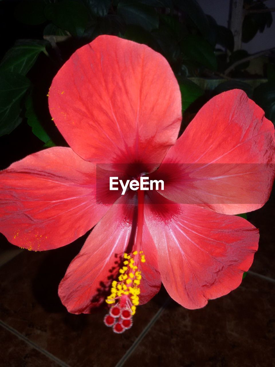 CLOSE-UP OF PINK HIBISCUS BLOOMING