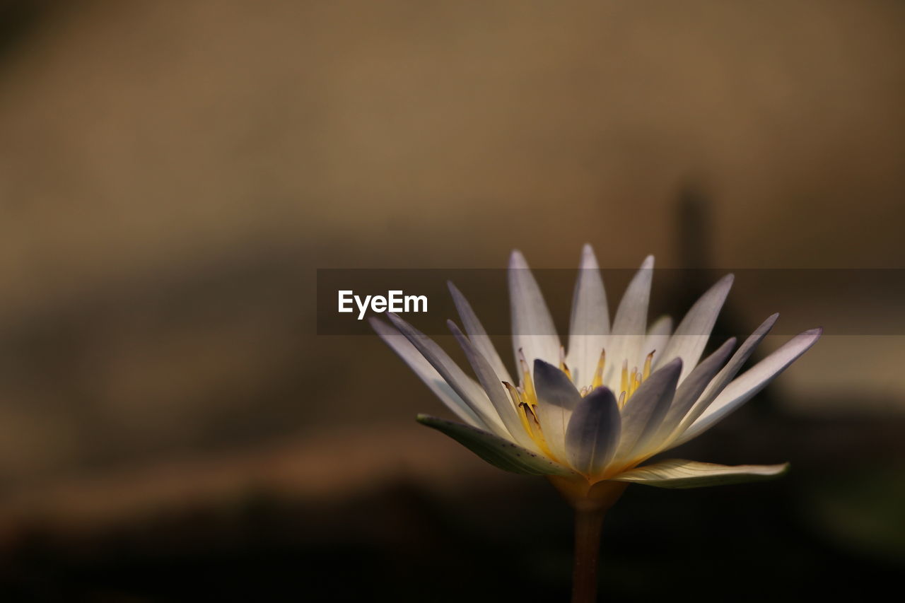 Close-up of white flower