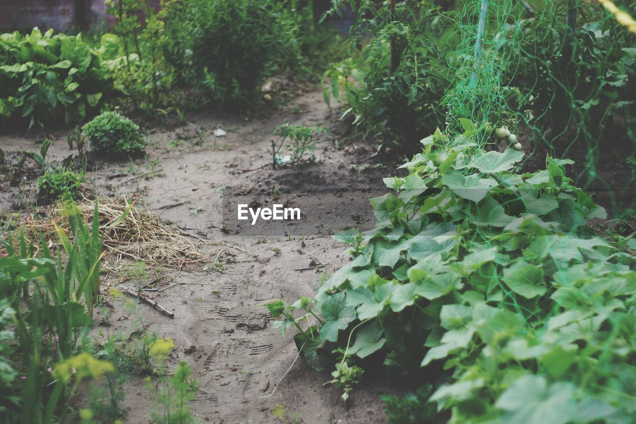 High angle view of plants growing on field