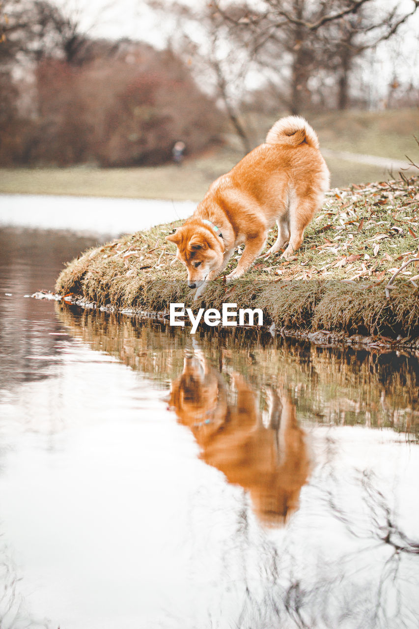 View of dog drinking water