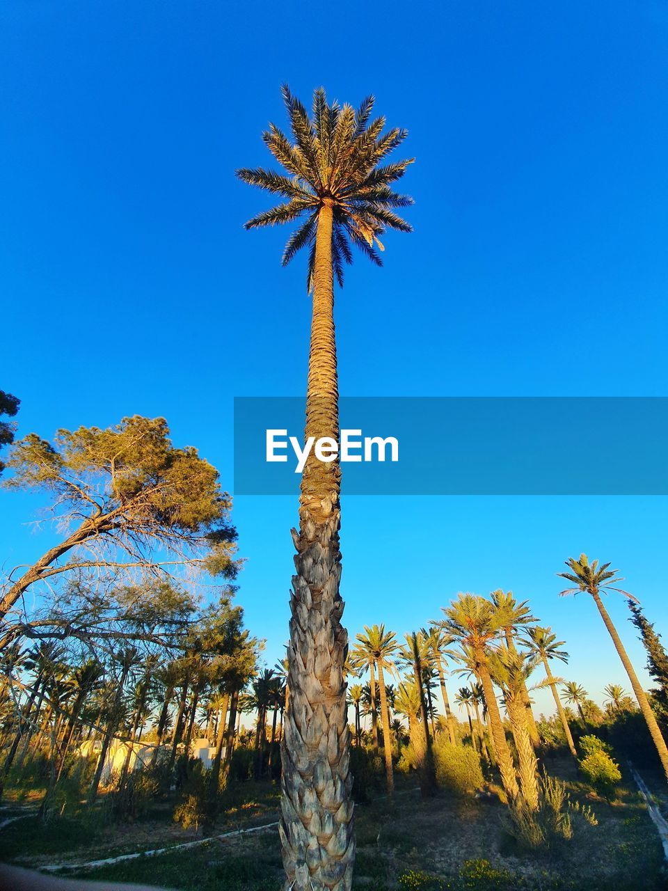 Low angle view of coconut palm trees against clear blue sky