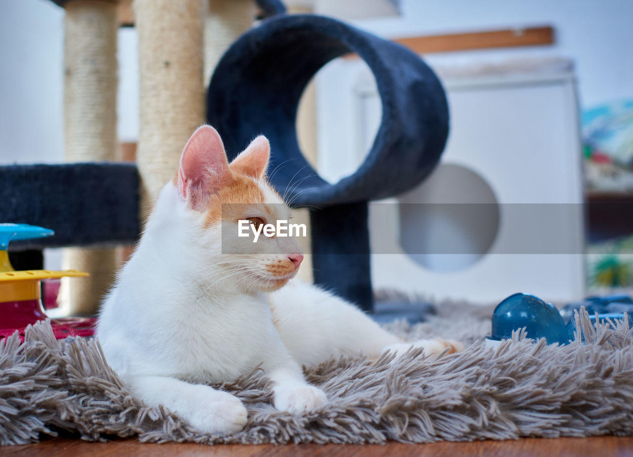 CAT SITTING ON A HOME