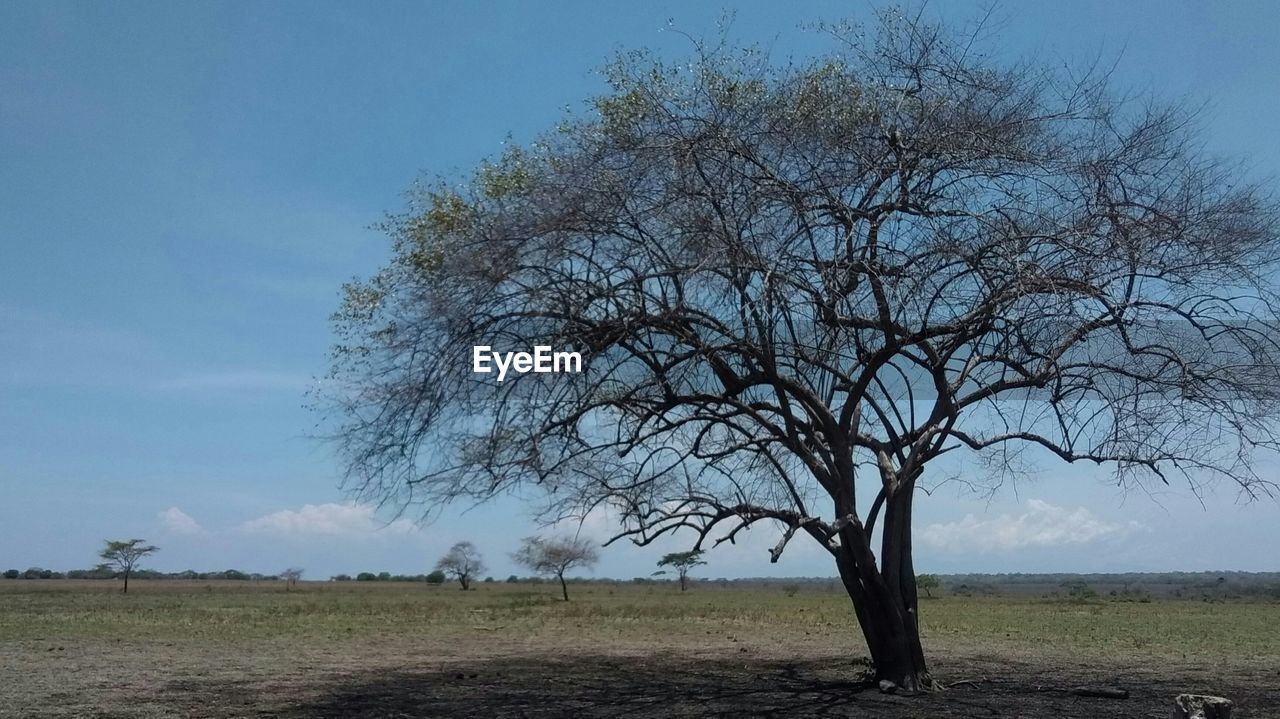 Bare tree on field against sky in baluran national park indonesia