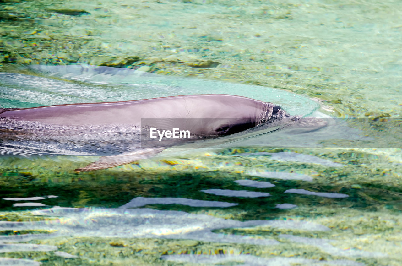 VIEW OF FISH SWIMMING