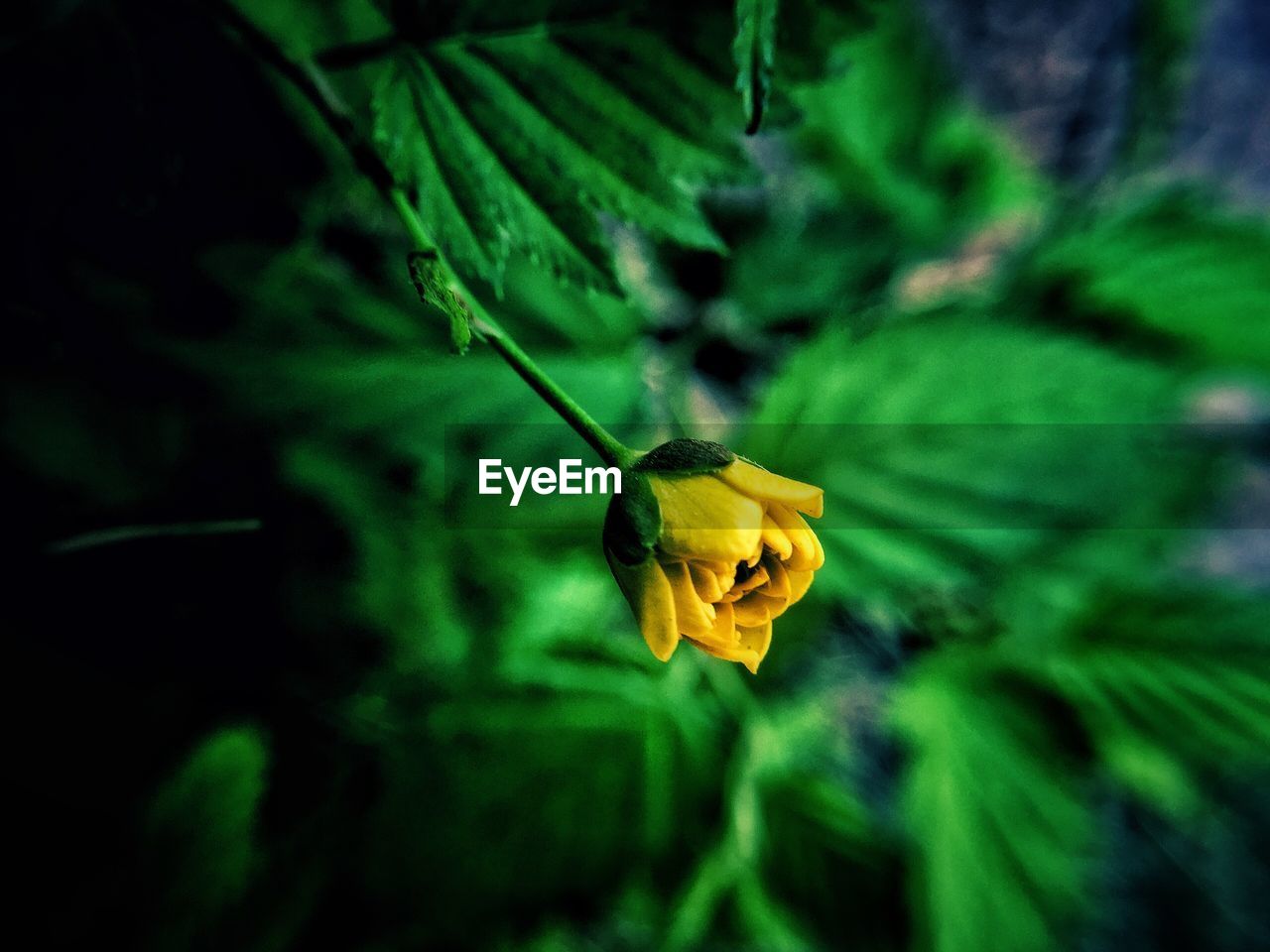 Close-up of yellow flower