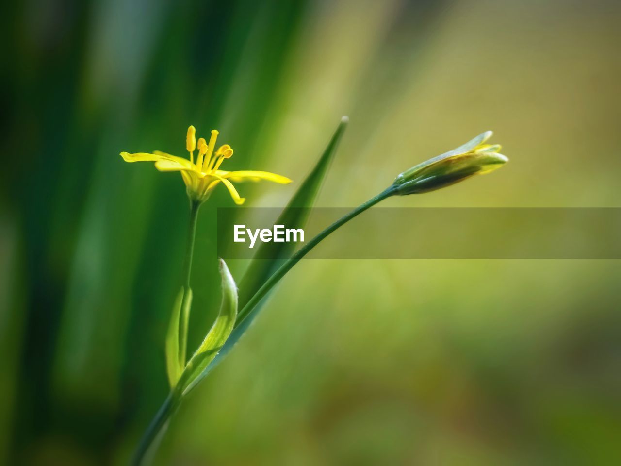 Close-up of yellow flowering plant