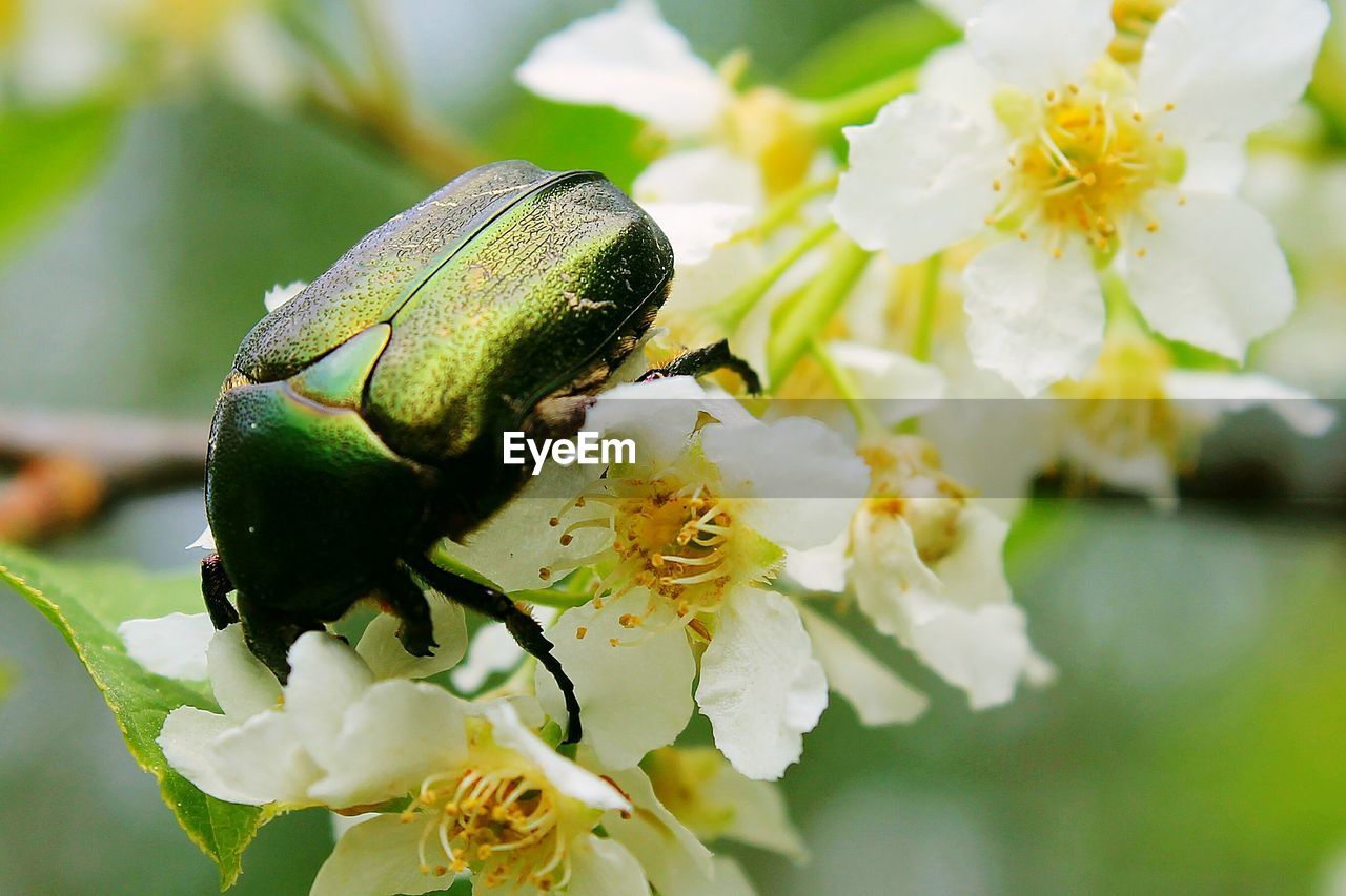 Close-up of green june beetle on flower