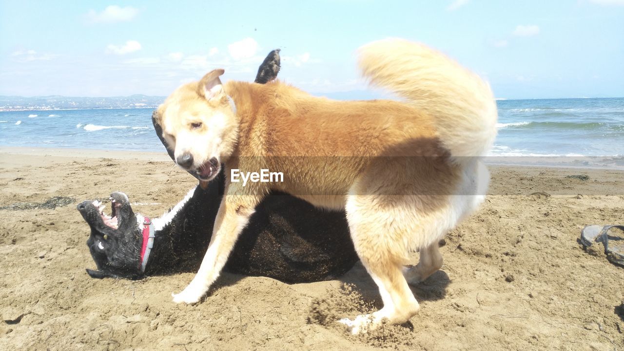 DOG LYING ON BEACH