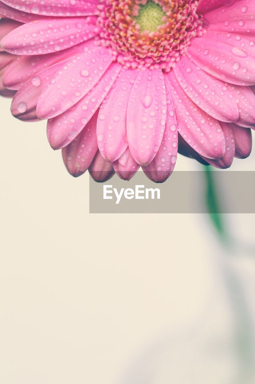 Pink gerbera with water drops on white background 