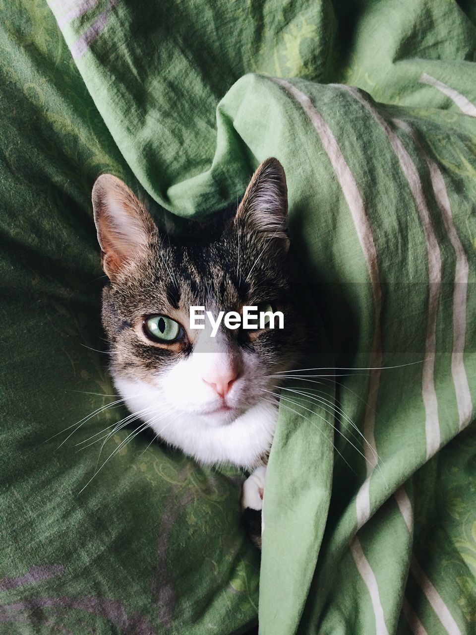 High angle view of cat lying on bed at home