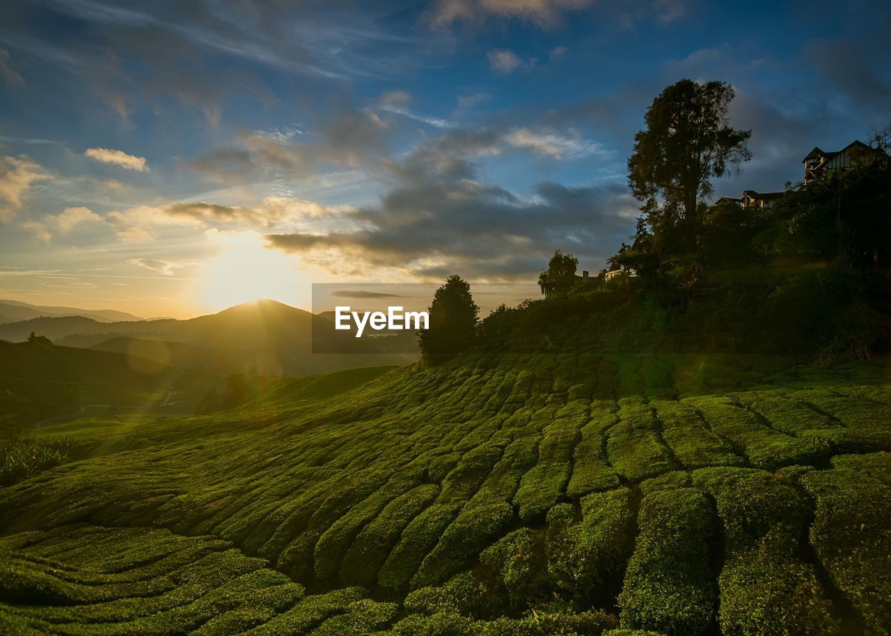 SCENIC VIEW OF FIELD AGAINST SKY DURING SUNSET