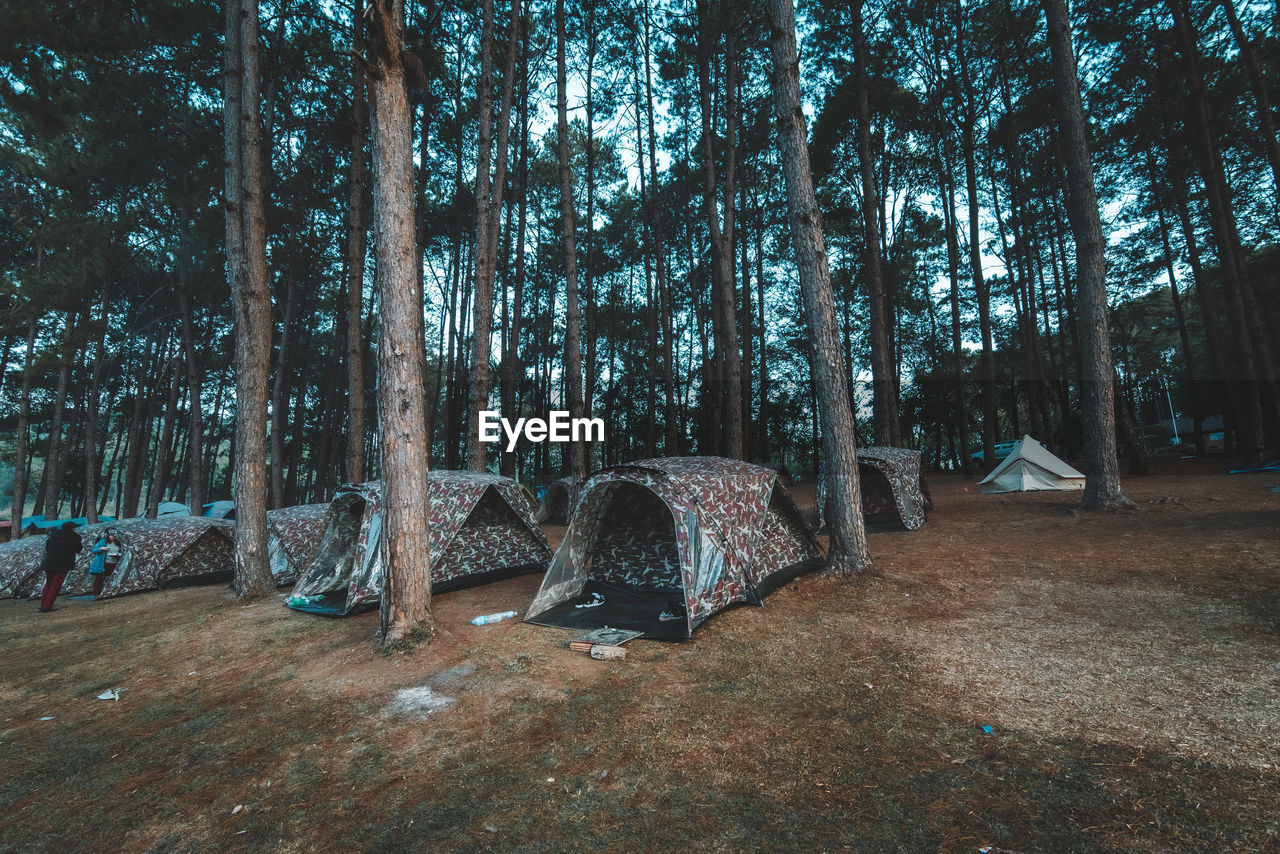 View of trees in forest