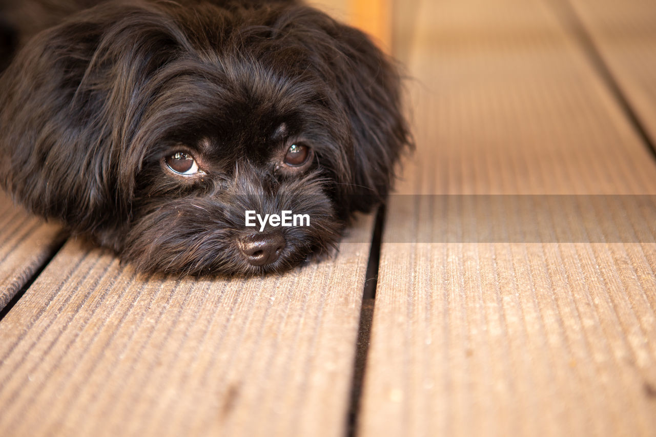 A cute little black bolonka zwetna dog looks sadly into the camera