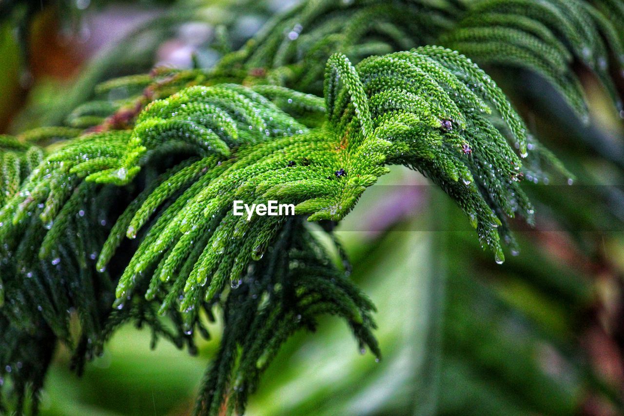 Close-up of wet plant