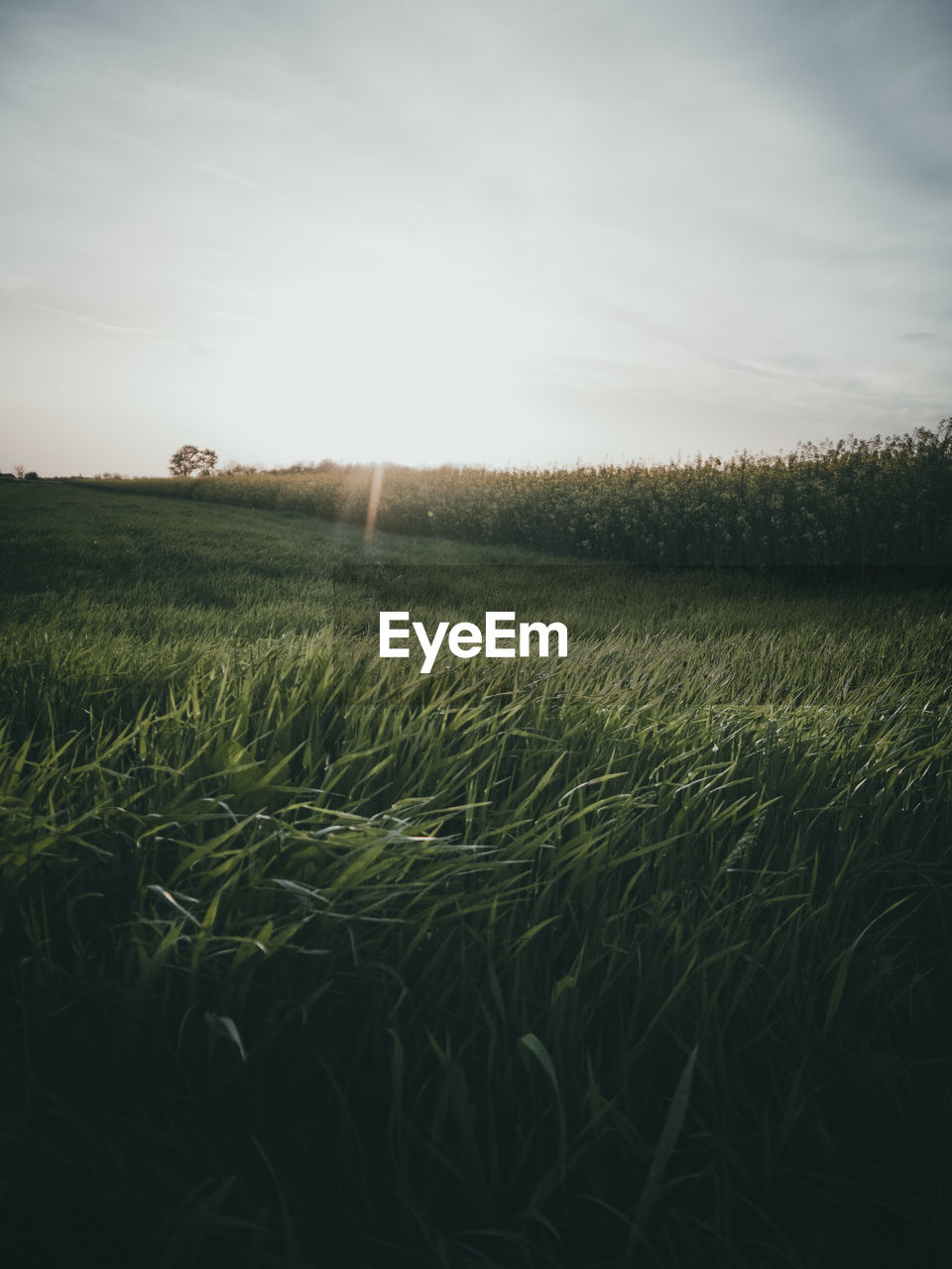 FIELD AGAINST SKY