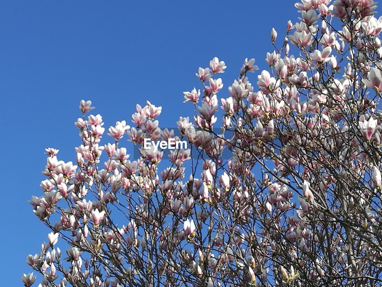 LOW ANGLE VIEW OF CHERRY BLOSSOM TREE AGAINST BLUE SKY