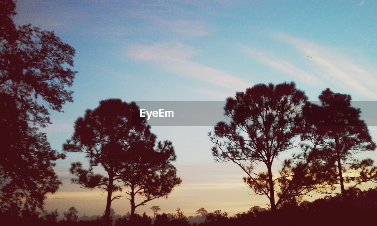 SILHOUETTE OF TREES AT SUNSET