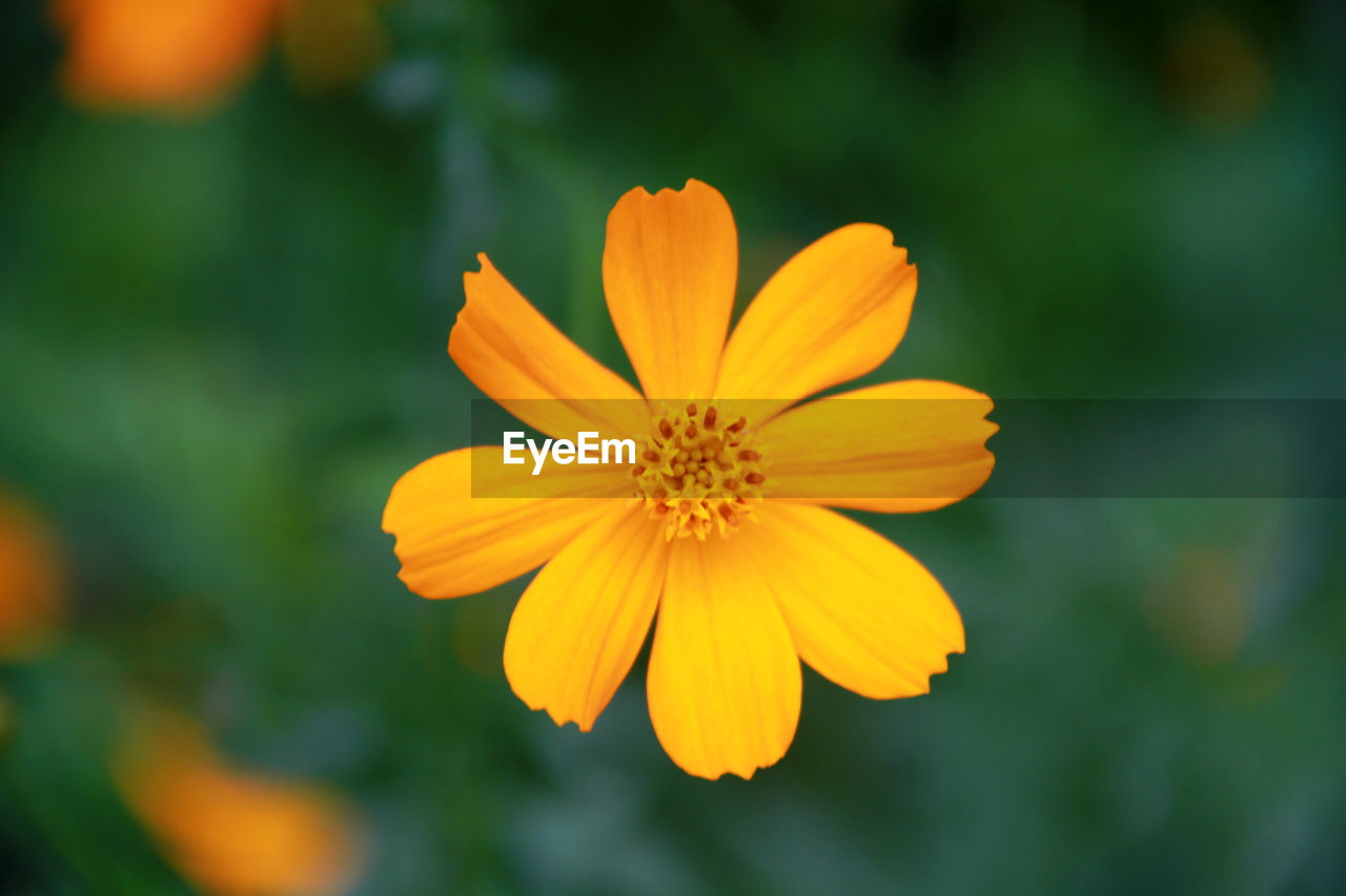 CLOSE-UP OF COSMOS FLOWER