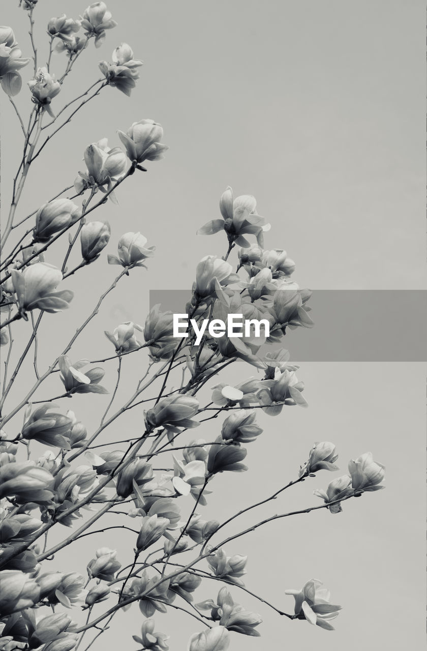 LOW ANGLE VIEW OF CHERRY BLOSSOMS AGAINST SKY