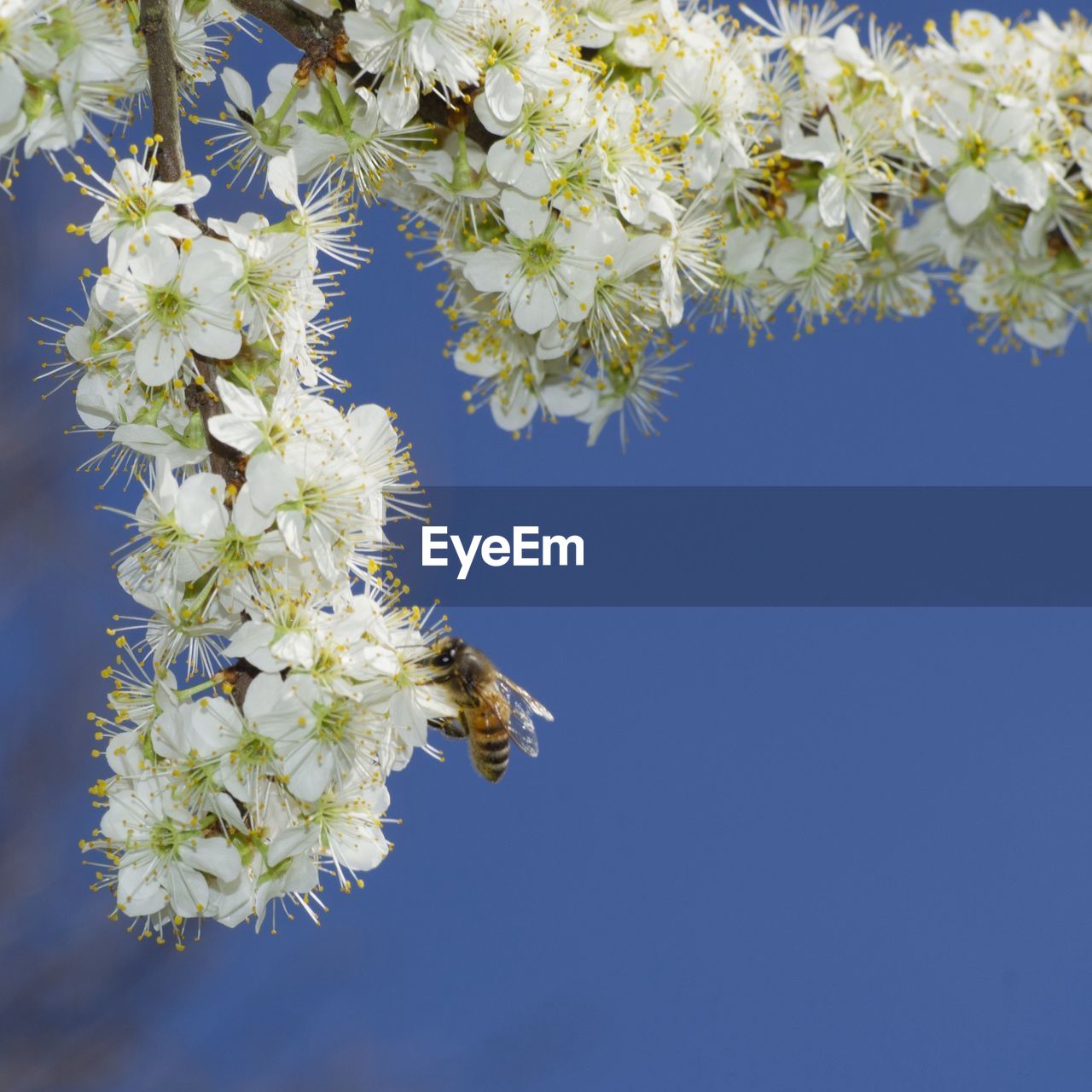 Close-up of bee pollinating cherry  flowers against blue sky