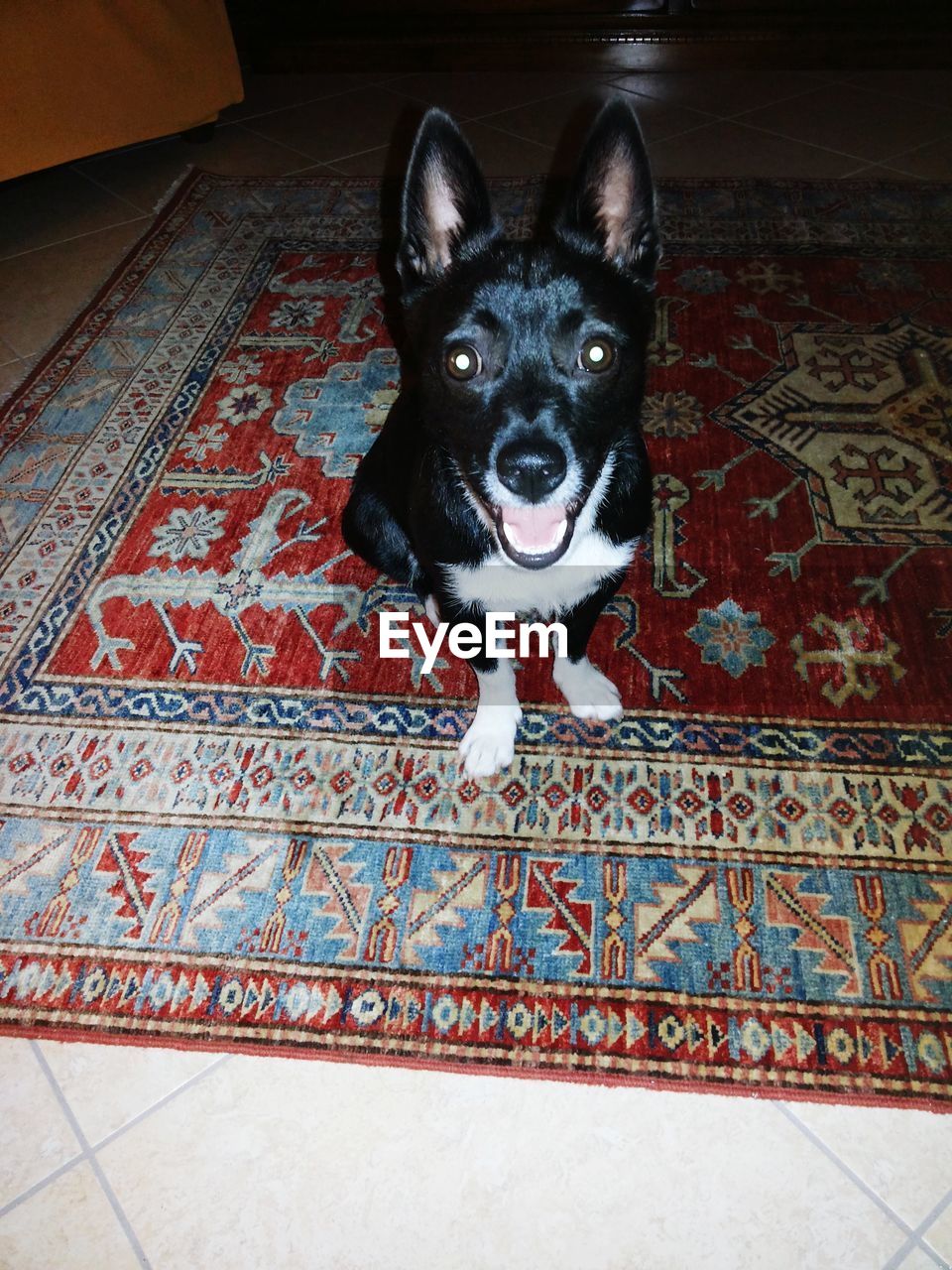 CLOSE-UP PORTRAIT OF DOG SITTING ON FLOOR