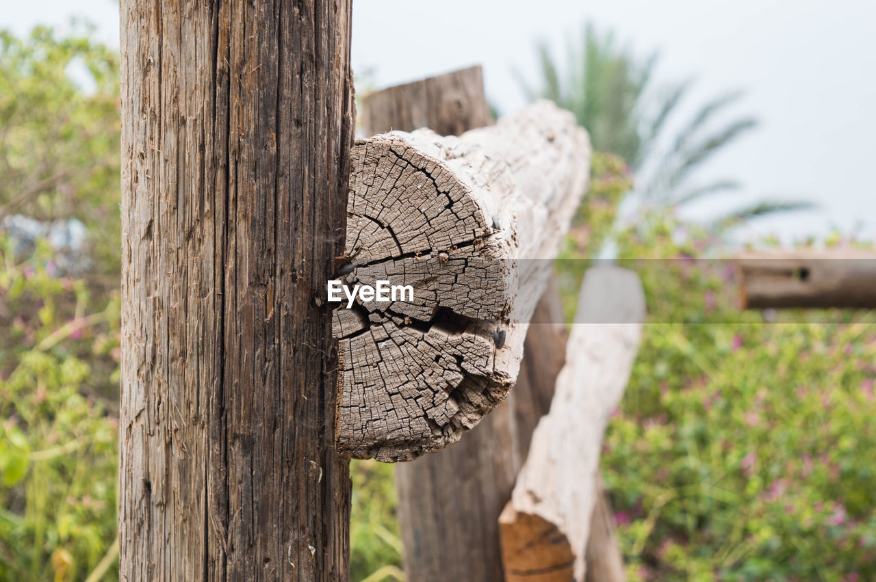 CLOSE-UP OF TREE STUMP ON LOG