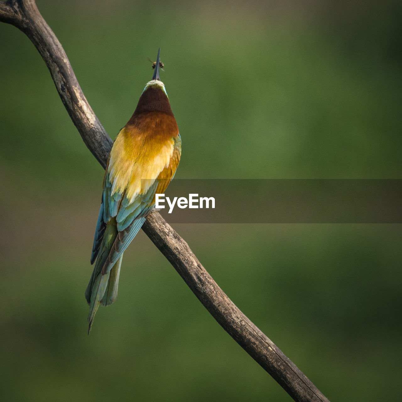 Close-up of bird perching on plant stem