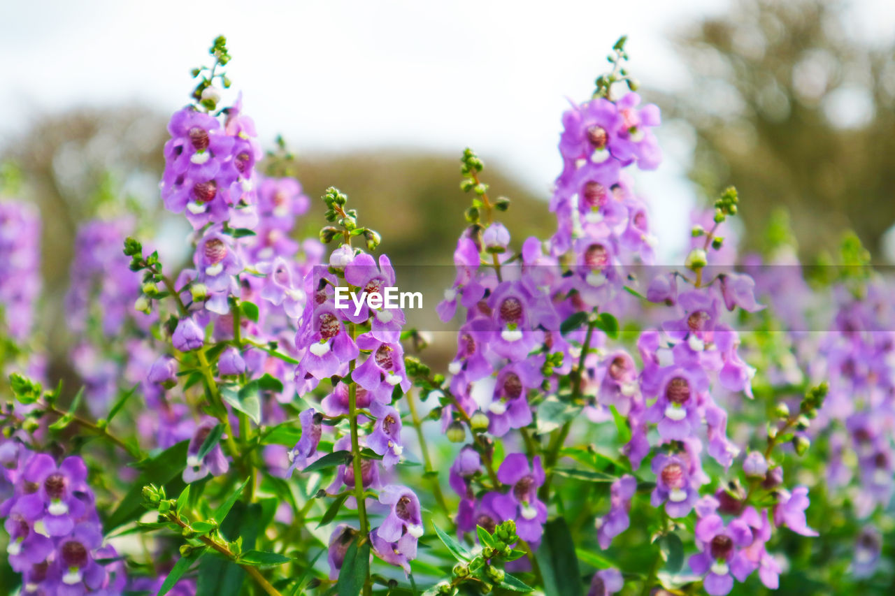 Close-up of purple flowering plants