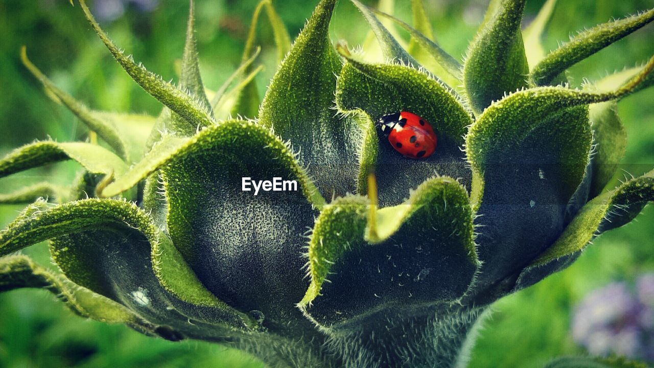 Close-up of ladybug on bud