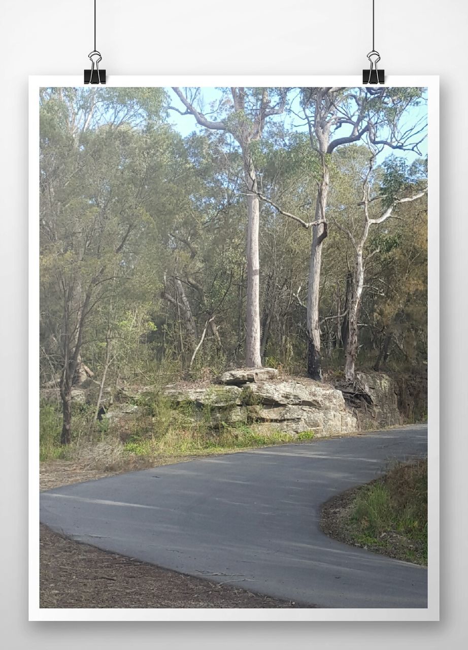 VIEW OF ROAD ALONG TREES