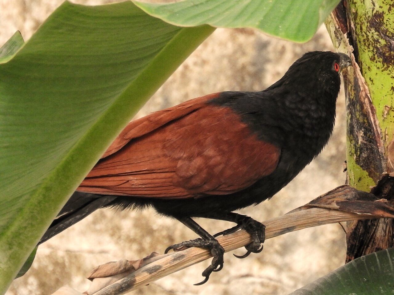 BIRD ON TREE