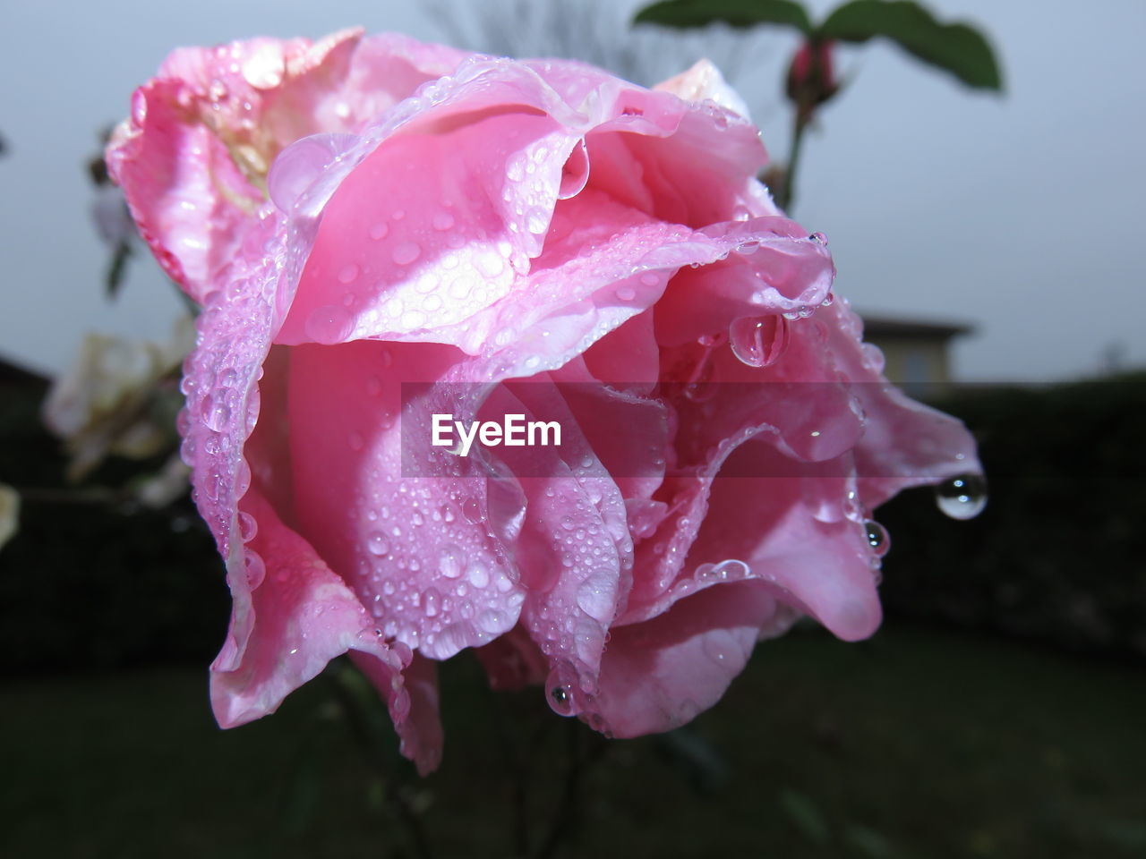Close-up of wet pink flower at dusk