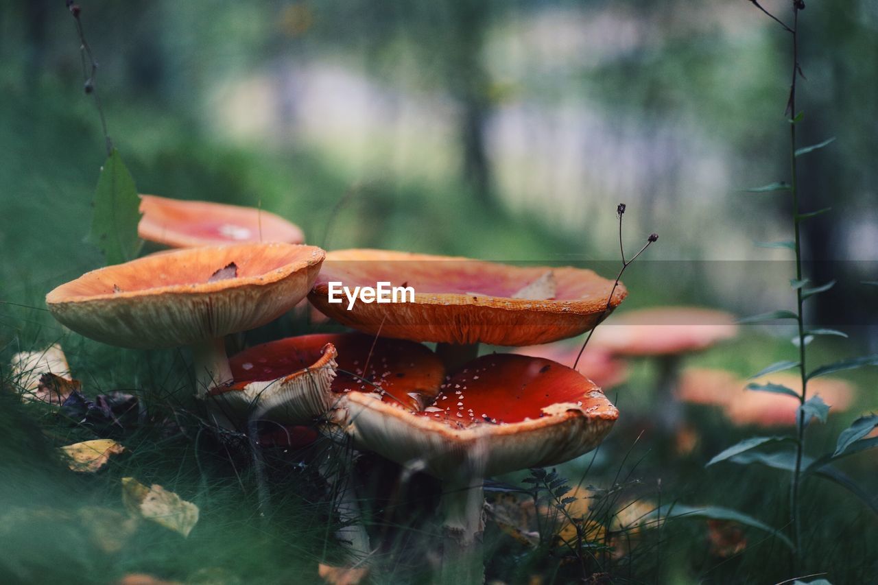 CLOSE-UP OF ORANGE MUSHROOM GROWING IN LAND